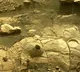 Perseverance rover find organic matters on mars