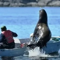 Sea lion jumps into boat to evade killer whales