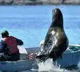Sea lion jumps into boat to evade killer whales