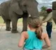Watch: An elephant dances imitating a cutie pie; netizens go gaga over video