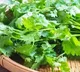coriander now very costly in warangal