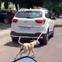 Video Shows Dog Tied To A Car Being Dragged In Jodhpur
