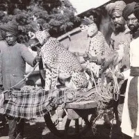 Cheetahs used to breed like dogs in india