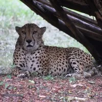 Cheetahs can barely hold on to their prey
