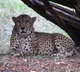 Cheetahs can barely hold on to their prey