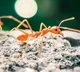 20 quadrillion Ants on earth