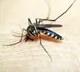 Scientists engineer mosquitoes that cant spread malaria