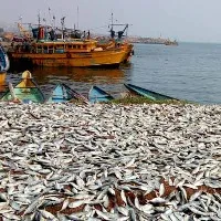 Tension at Vizag fishing harbor