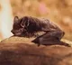 Researchers Find Bat Virus Khosta 2 In Russia Says It Could Infect Humans like corona