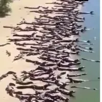 Thousands of Crocodiles on brazilian beach