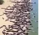 Thousands of Crocodiles on brazilian beach