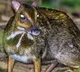 Mouse Deer found in Anakapalle district in Andhrapradesh