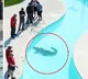 Alligator floats small river Illinois water park