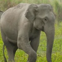 Surrounded by wild elephants Kerala man sits on top of a tree for an hour