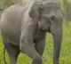 Surrounded by wild elephants Kerala man sits on top of a tree for an hour