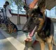 Sniffer dog squad to protect cheetahs from poachers in MPs Kuno National Park