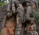 Ancient Caves and Temples Found In Madhya Pradesh Tiger Reserve