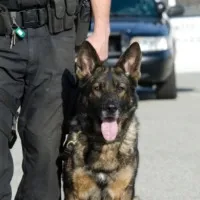 Drugs smugglers new tactic to escape from Police Dogs in airports