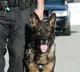 Drugs smugglers new tactic to escape from Police Dogs in airports