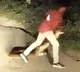 Man moves large snake off road with his bare hands