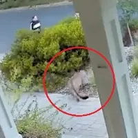 Mountain lion hiding outside a house