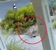 Mountain lion hiding outside a house