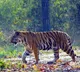 Hyderabad shooter in Bihar to capture man eater Royal Bengal tiger