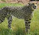 One of Kunos cheetahs Aasha may be pregnant and park official denies news