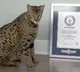 Guinness world record tallest living domestic cat