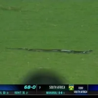 Snake enters into ground during Team India batting