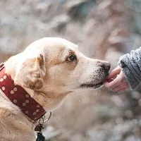 How to adopt retired army military dogs