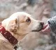How to adopt retired army military dogs