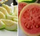 White or pink guava health benefits