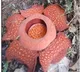 Man trekking through forest finds largest flower in the world raffelsia