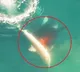 first video of oceans top predator killing white sharks