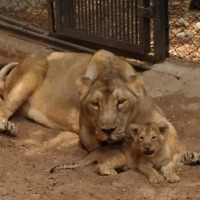 Hyderabad's Zoo enters 60th year, add new attractions