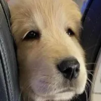 Akasa Air to soon allow pets on board bookings open from Oct 15