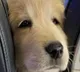 Akasa Air to soon allow pets on board bookings open from Oct 15