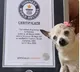 Worlds oldest dog pebbles passes away