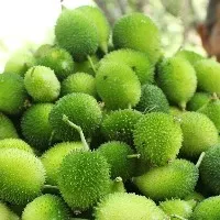 This Healthy Veggie Spine gourd Manages Diabetes Boosts Immunity