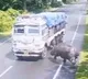 Rhino hits truck in assam
