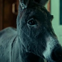 400 kg of donkey meat seized in Andhra Pradesh