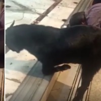Watch: Goat kneels down, prays to Lord Shiva during aarti at a temple in Kanpur