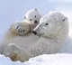 Baby polar bear enjoying with mother in ice