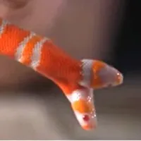 Two headed snake in North Carolina