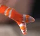 Two headed snake in North Carolina