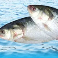Pulasa fish sold at Rs 17 thousand in Dr Br Ambedkar konaseema district
