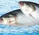 Pulasa fish sold at Rs 17 thousand in Dr Br Ambedkar konaseema district