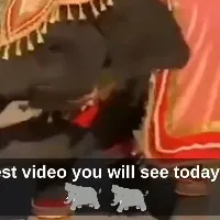 Viral video shows elephant dancing on the road But the Internet is not happy