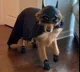 Dog dressed up for halloween as bat dog